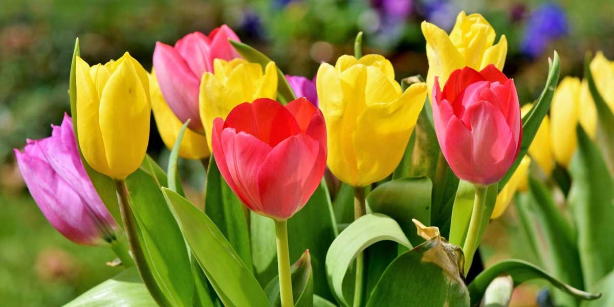 Bright yellow and red tulips