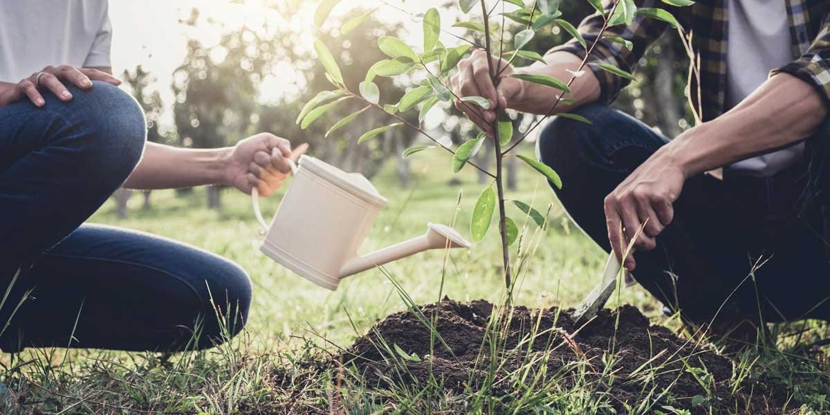 a young couple using a watering can to water a freshly planted tree